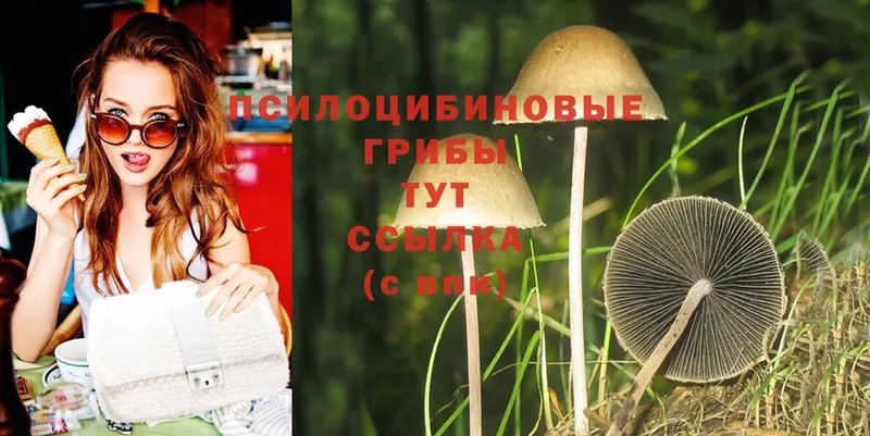 купить закладку  Кириши  Псилоцибиновые грибы Psilocybine cubensis 